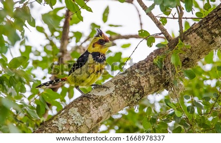 The crested barbet (Trachyphonus vaillantii) is a sub-Saharan bird in the Lybiidae family. Its specific name commemorates François Levaillant, a famed French naturalist.