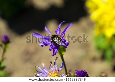bee on pretty blue and orange flower