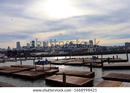 San Diego docks with basking sea lions.
