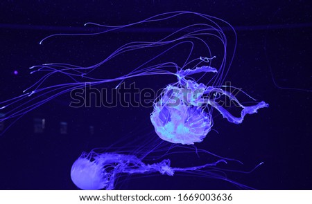  Jellyfish in their natural habitat. (Pelagia noctiluca)                               