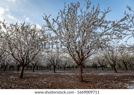 Beautiful view of Almond blossom in spring time In the nature. Daylight wide angle shot. 
Almond, white, blossom, flowers, spring, wide,