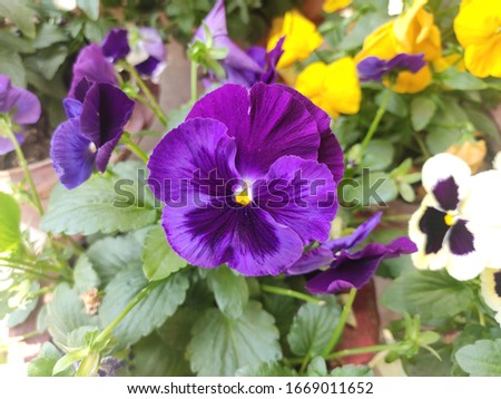 Flowering plant - garden pansy. Scientific name - Viola tricolor var. hortensis. Color - Violet. 