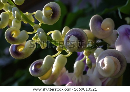 Beautiful and strange vigna caracalla - snailvine flowers showing off their unusual shaped flowers and tropical beauty