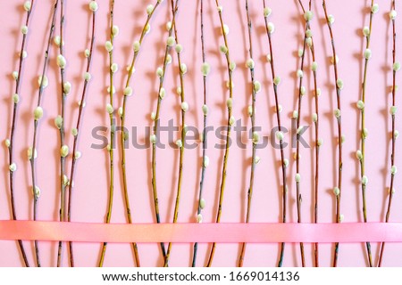 Easter composition in minimal style made of pussy willow branches with catkins and pink ribbon on pink pastel background. Happy Easter, Palm Sunday concept. Flat lay, top view, copy space, mock up