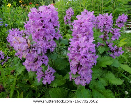 Betonica macrantha known also as Stachys macrantha makes slowly increasing clumps of rich green, wrinkled, scallop-edged leaves, while rosy-mauve funnel-shaped flowers in whorls are held on erect stem Royalty-Free Stock Photo #1669023502
