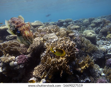 Photo of a tropical Fish on a coral reef. Red Sea. Egyp