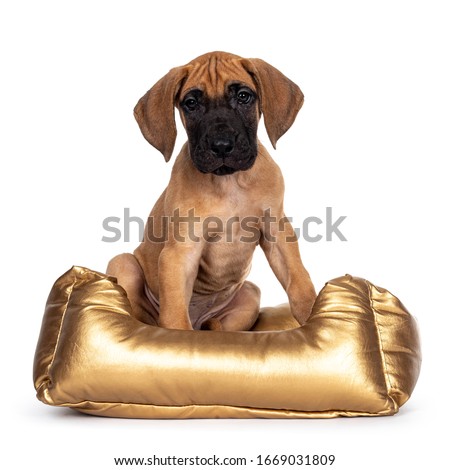 Handsome fawn / blond Great Dane puppy, sitting facing front in golden basket. Looking straight at lens with dark shiny eyes. Isolated on white background.
