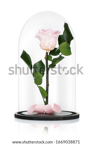 Cryogenized roses in glass dome isolated on white background