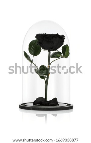 Cryogenized roses in glass dome isolated on white background