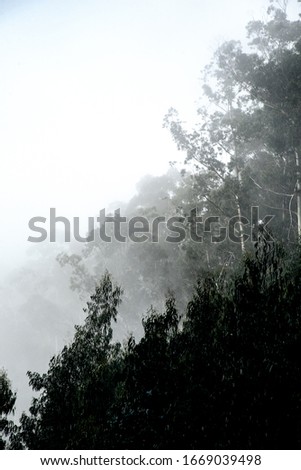Fog in the forest poster. Picture of trees