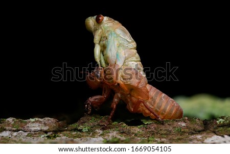 Macro Cicada - amazing nature Viet nam