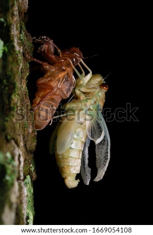 Macro Cicada - amazing nature Viet nam