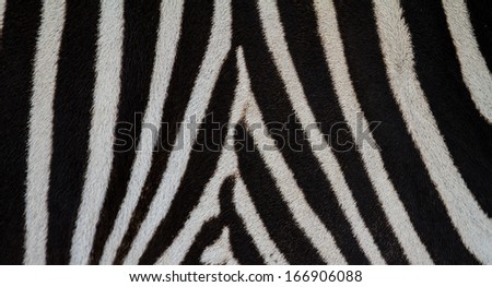 Zebra side view of pattern