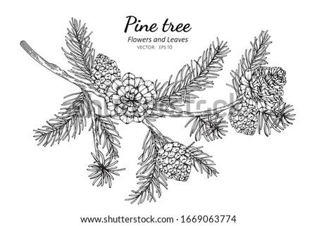 pine cones and leaf drawing illustration with line art on white backgrounds.