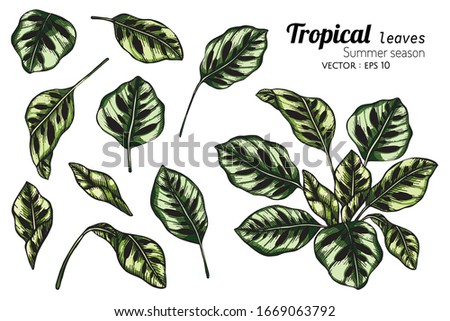Set of Tropical leaf drawing illustration with line art on white backgrounds.






