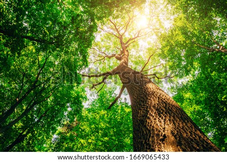 spring forest trees. nature green wood sunlight backgrounds. Royalty-Free Stock Photo #1669065433