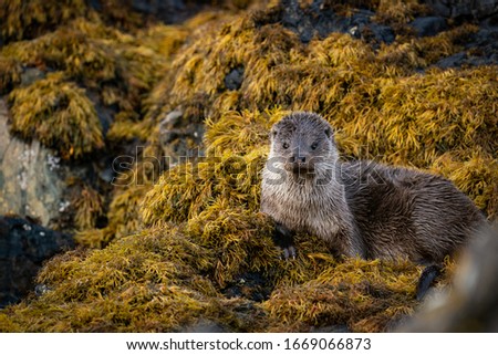 Close up of a relaxed female European Otter (Lutra lutra) resting up between fishing expeditions on a bed of seaweed