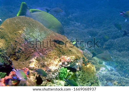 Bali remote island Diving pictures

