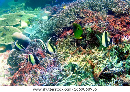 Bali remote island Diving pictures
