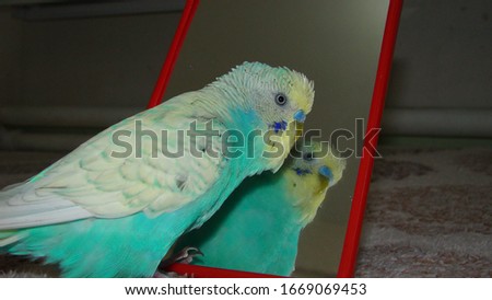 Budgie.
male budgie parrot singing to Mirror.
close up of Australian parrot.
closeup lovebird, Colorful parrot.
love bird, birds, animal, animals, wildlife, wild nature, forest, Australia, pets, pet Royalty-Free Stock Photo #1669069453