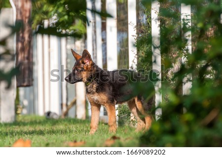 A cute german shepherd puppy dog discovering the backyard on a sunny autumn day.