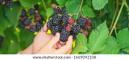 The child holds blackberries in the hands. Selective focus. nature.