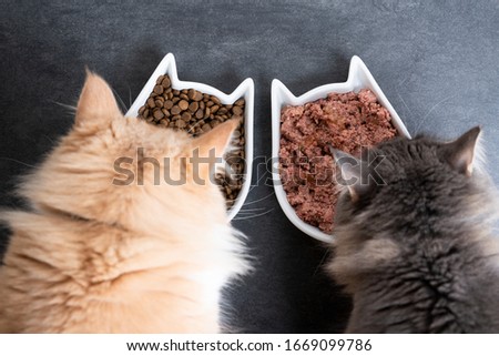 top view of two cats eating wet and dry pet food from ceramic feeding dish Royalty-Free Stock Photo #1669099786