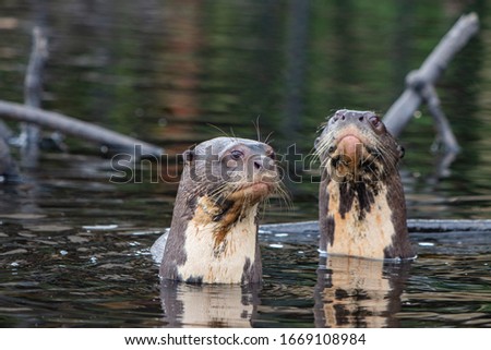 a giant river otter family in the amazon forest of Ecuador