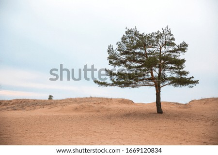 pine on a sandy beach against a blue sky