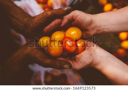 man and woman hold tomatoes in their hands. Tomatoes in female and male palms. tomatoes in the hands. vintage photo processing.