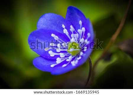 Blue anemone or hepatica, one of the first flower when the Winter is going to end and here with the northern light, aurora, in the background