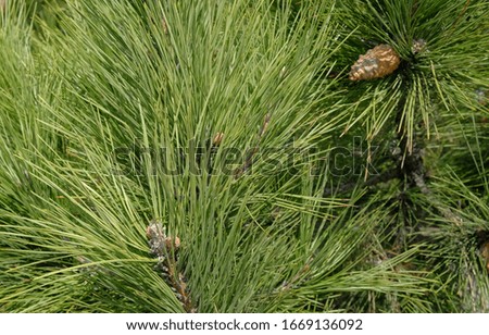 green grass and needles texture