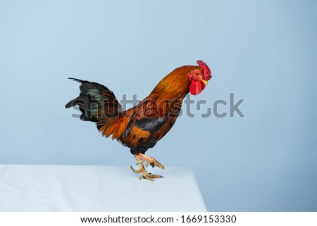 Rooster bantam crows isolate on blue background