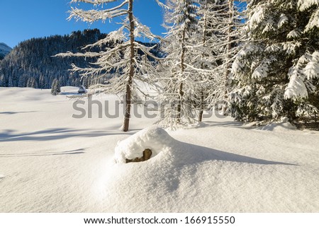 Trees covered in fresh snow near winter trail from Kuznice to Hala Kondratowa in Tatry Mountains, Poland