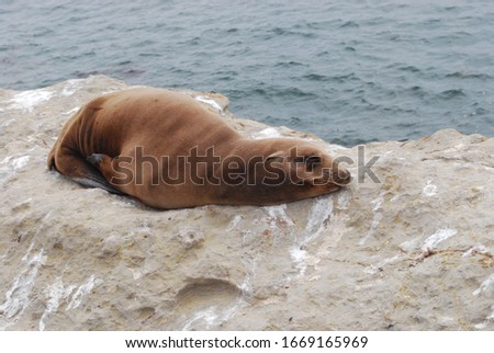 Sea lions sunbathing on West Cliff Drive in Santa Cruz, California