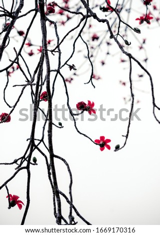 Background picture material of Chinese style  texture pattern of red kapok.