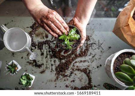 gardening home. Girl replanting green pasture in home garden.indoor garden,room with plants banner Potted green plants at home, home jungle,Garden room gardening, Plant room, Floral decor. Royalty-Free Stock Photo #1669189411