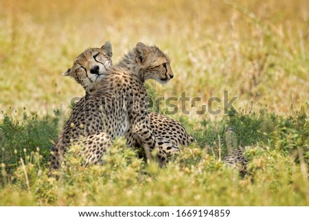 The cheetah (Acinonyx jubatus) is a large cat of the subfamily Felinae that occurs in North, Southern and East Africa, and a few localities in Iran.