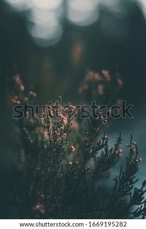 Moody dark close-up of dry, dead heather (Calluna vulgaris) plant in woods. Shallow depth of field, wide angle. Soft focus with dark blurred bokeh winter forest background
