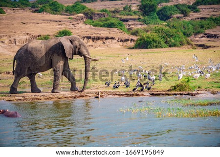 Elephants on the banks of Lake Edward