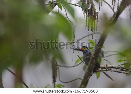 Plate-billed mountain toucan in the cloud forest of Mindo, Ecuador