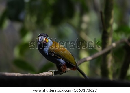 Plate-billed mountain toucan in the cloud forest of Mindo, Ecuador