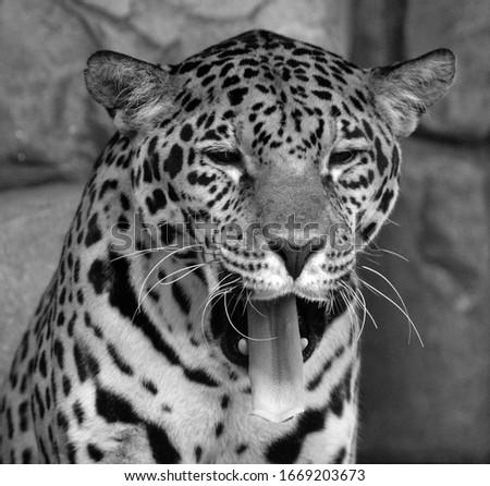 Jaguar is a feline in the Panthera genus only extant Panthera species native to the Americas. Jaguar is the third-largest feline after the tiger & lion & largest in the Americas