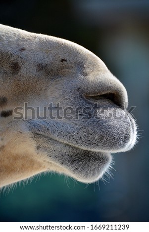 The llama nose (Lama glama) is a South American camelid, widely used as a meat and pack animal by Andean cultures since pre-Hispanic times.