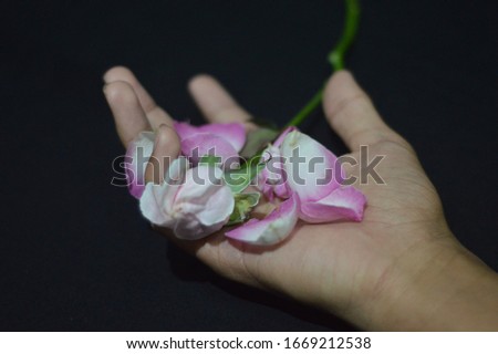 hand holding pink rose with some petals isolated on black background 