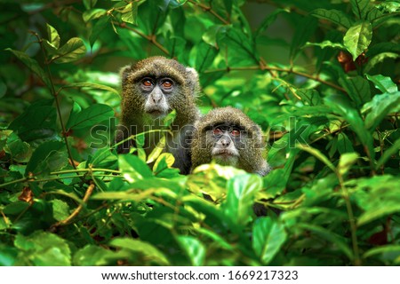 Sykes' monkey (Cercopithecus albogularis), also known as the white-throated monkey or Samango monkey, is an Old World monkey found between Ethiopia and South Africa Royalty-Free Stock Photo #1669217323