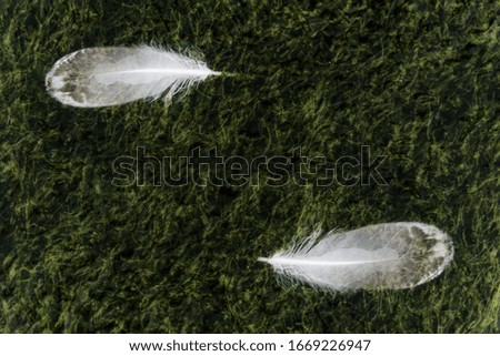Two white feather on green moss