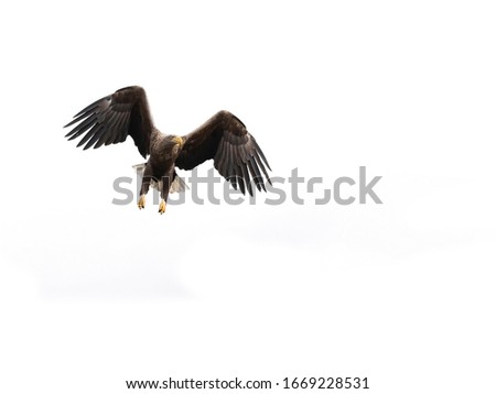 white tailed eagle against a white sky with wings spread and on the hunt. Completely isolated against background