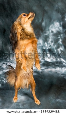 Russian toy terrier on grey background