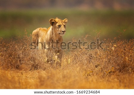 The lion (Panthera leo) is a species in the family Felidae; it is a muscular, deep-chested cat with a short, rounded head, a reduced neck and round ears, and a hairy tuft at the end of its tail.